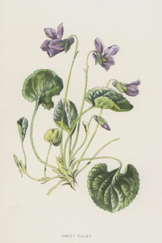 Sweet Violet (chromolitho) av Frederick Edward Hulme