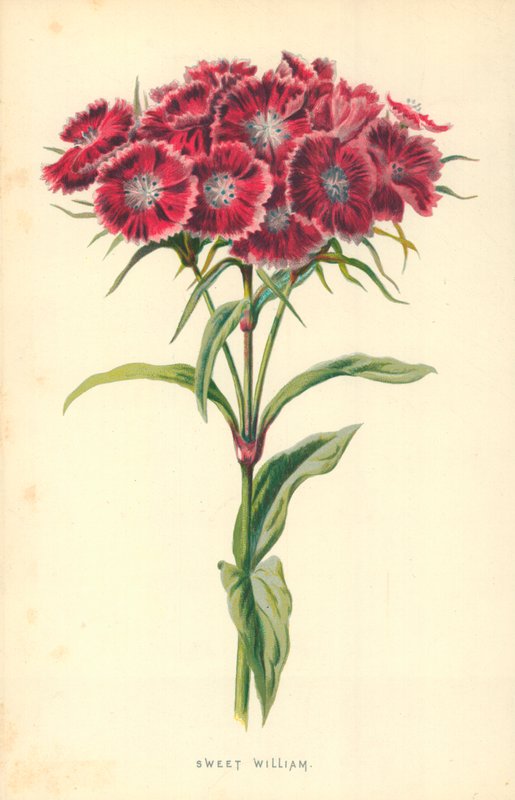 Söta William av Frederick Edward Hulme