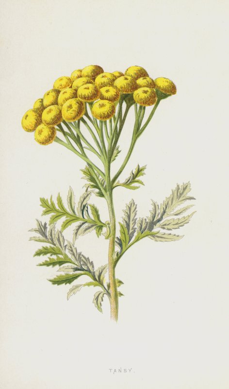 Tansy (chromolitho) av Frederick Edward Hulme
