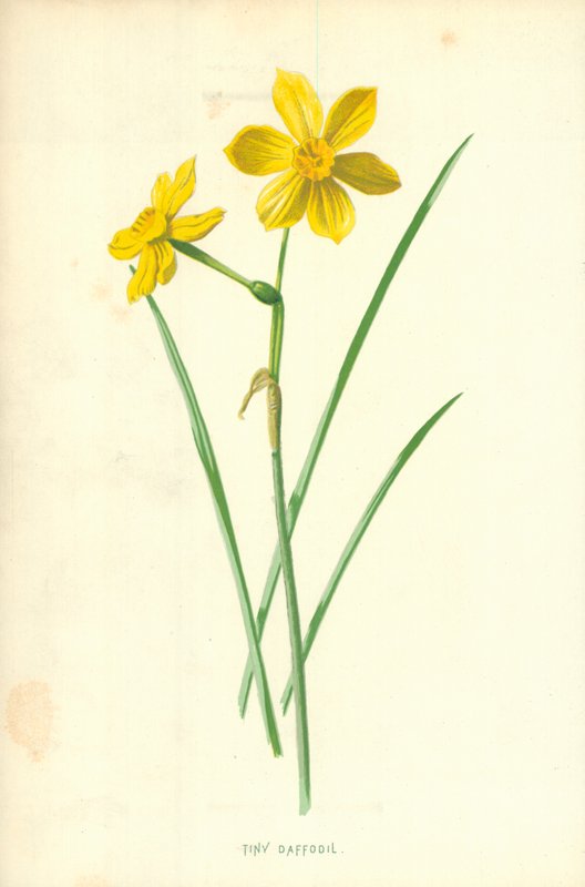 Liten påsklilja av Frederick Edward Hulme
