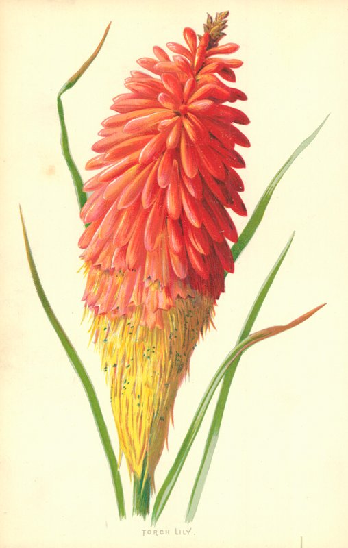 Fakkel Lilyswed av Frederick Edward Hulme