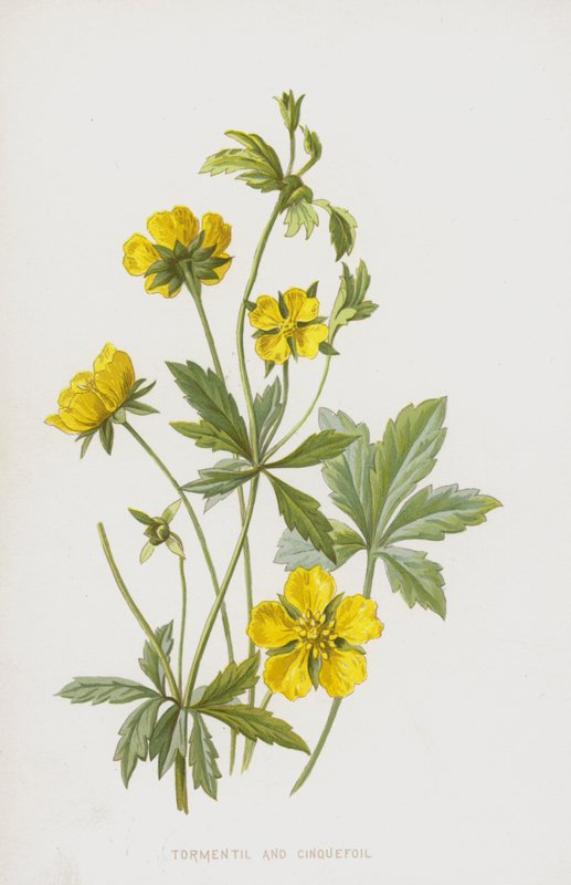 Tormentil och Cinquefoil (chromolitho) av Frederick Edward Hulme