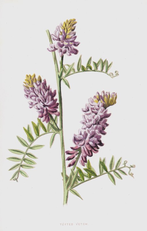 Tufted Vicker (chromolitho) av Frederick Edward Hulme
