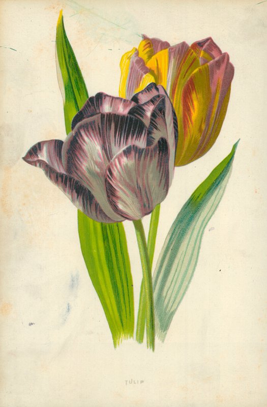 Tulpan av Frederick Edward Hulme