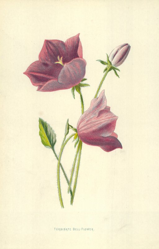 Turbinate Bell-Flower av Frederick Edward Hulme