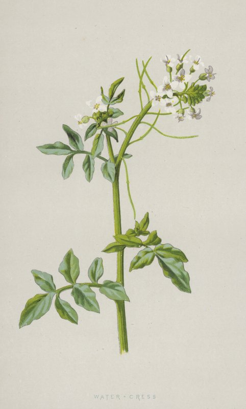Vattenkrasse (chromolitho) av Frederick Edward Hulme