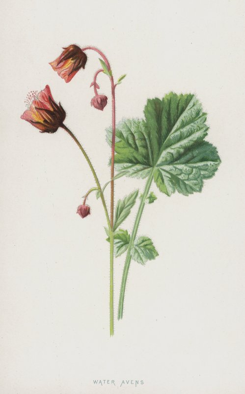 Water Avens (chromolitho) av Frederick Edward Hulme
