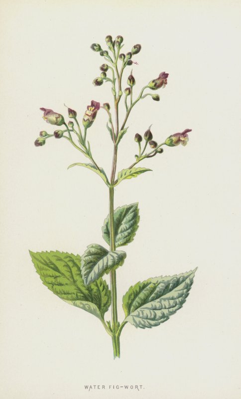 Vatten fikonört (chromolitho) av Frederick Edward Hulme