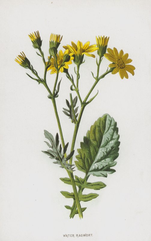 Vatten raggwort (chromolitho) av Frederick Edward Hulme