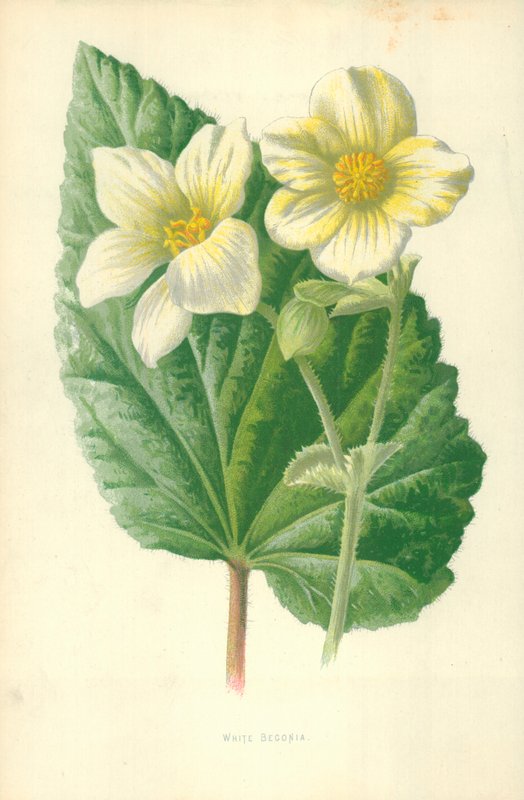 Vit Begonia av Frederick Edward Hulme
