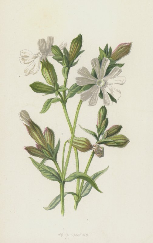 White Campion (chromolitho) av Frederick Edward Hulme