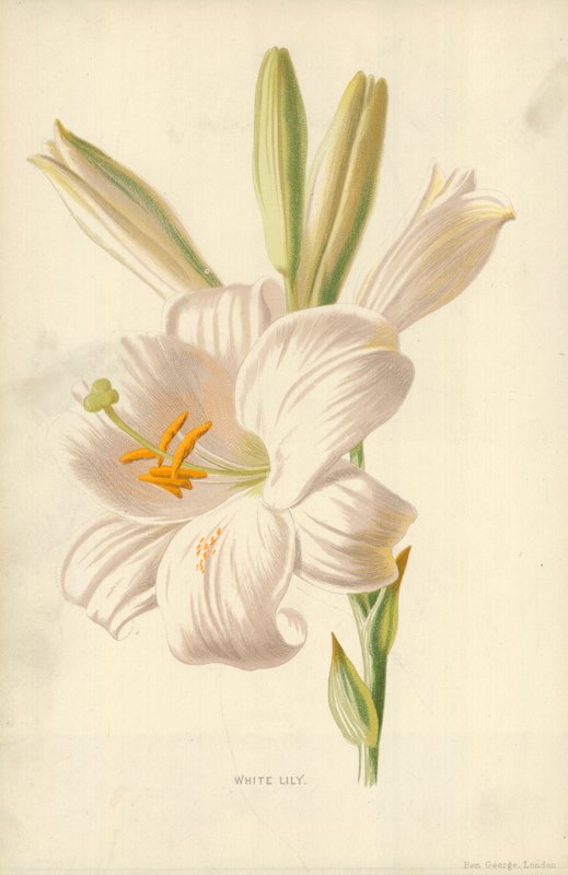 vit lilja av Frederick Edward Hulme