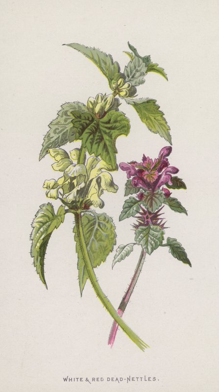 Vita och röda döda nässlor (chromolitho) av Frederick Edward Hulme