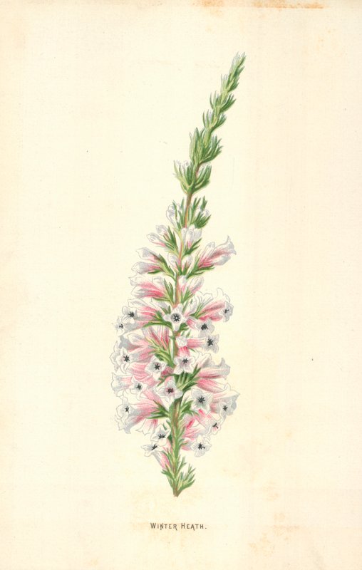 Vinterhed av Frederick Edward Hulme