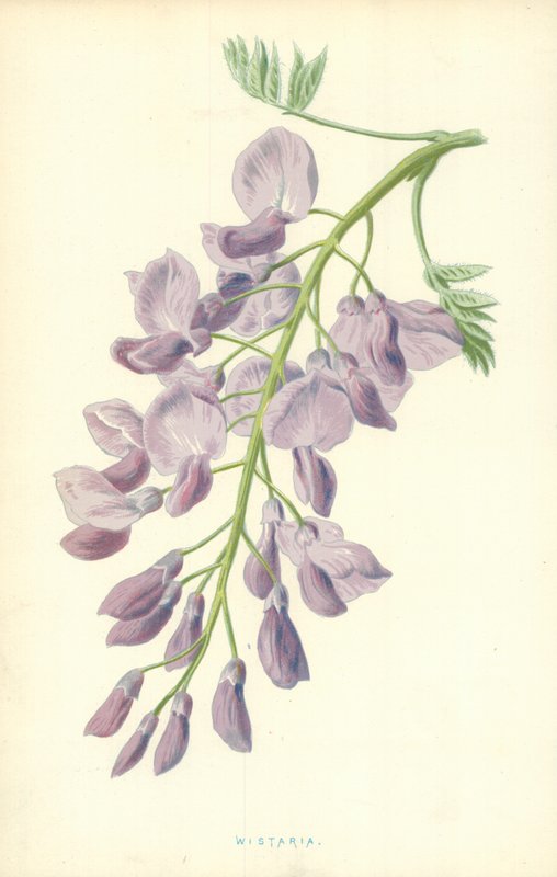 Wistariaswed av Frederick Edward Hulme