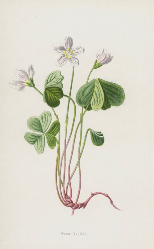 Wood-Sorrel (chromolitho) av Frederick Edward Hulme