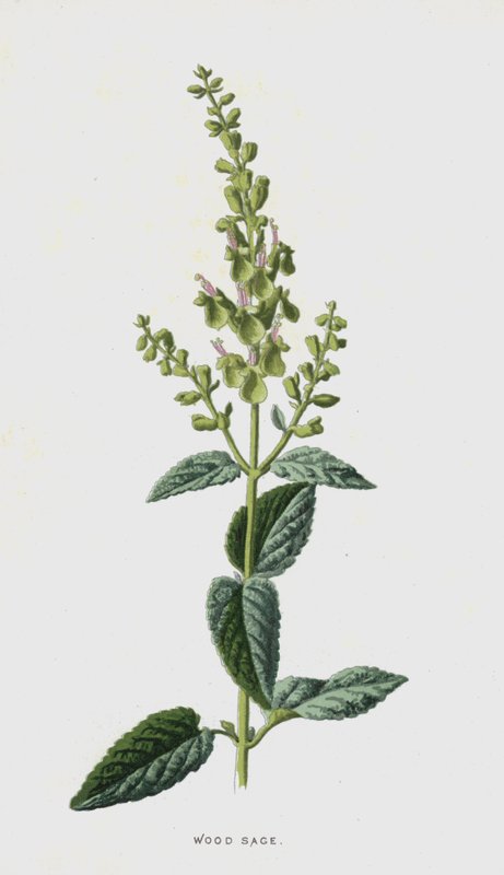 Träsalvia (chromolitho) av Frederick Edward Hulme
