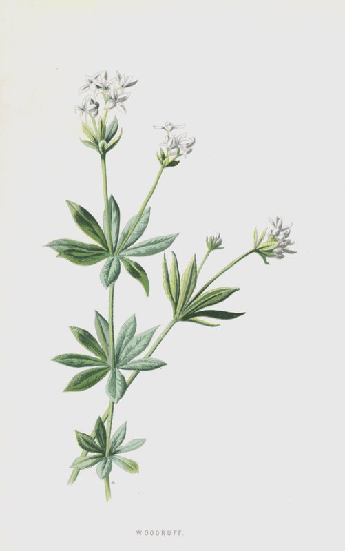 Woodruff (chromolitho) av Frederick Edward Hulme