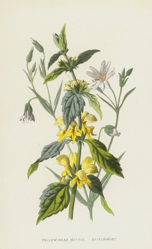 Gul-död nässla, stitchwort (chromolitho) av Frederick Edward Hulme