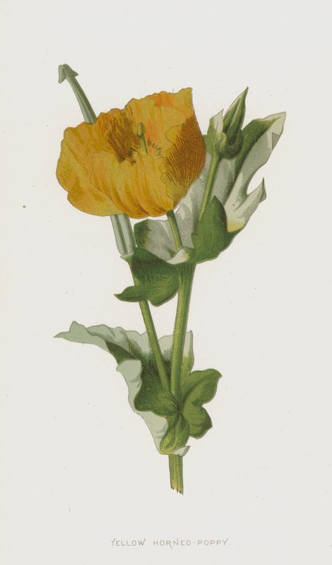 Gulhornsvallmo (chromolitho) av Frederick Edward Hulme