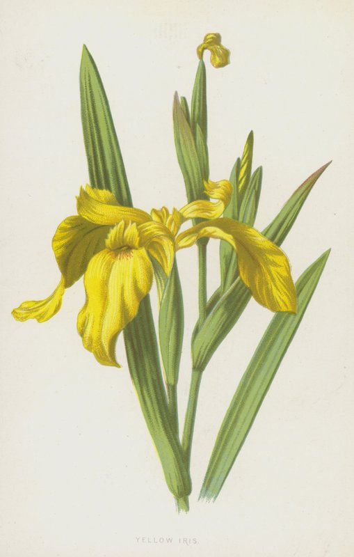 Gul iris (chromolitho) av Frederick Edward Hulme
