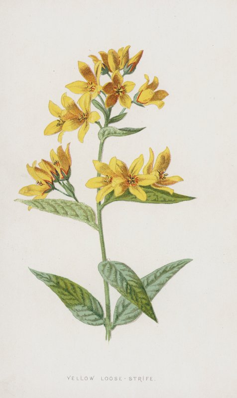 Yellow Loose-Strife (chromolitho) av Frederick Edward Hulme