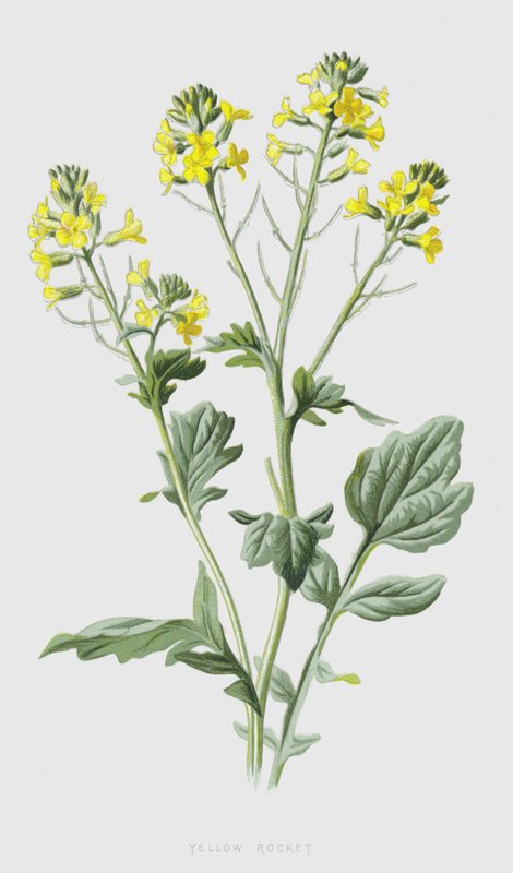Gul raket (chromolitho) av Frederick Edward Hulme
