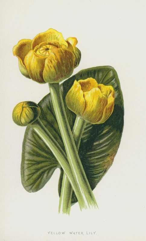 Gul näckros (chromolitho) av Frederick Edward Hulme