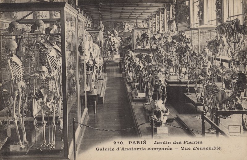 Paris, Jardin Des Plantes av French Photographer