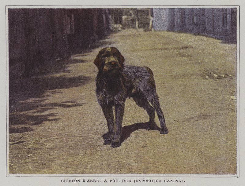 Wirehaired Pointing Griffon (färgfoto) av French Photographer