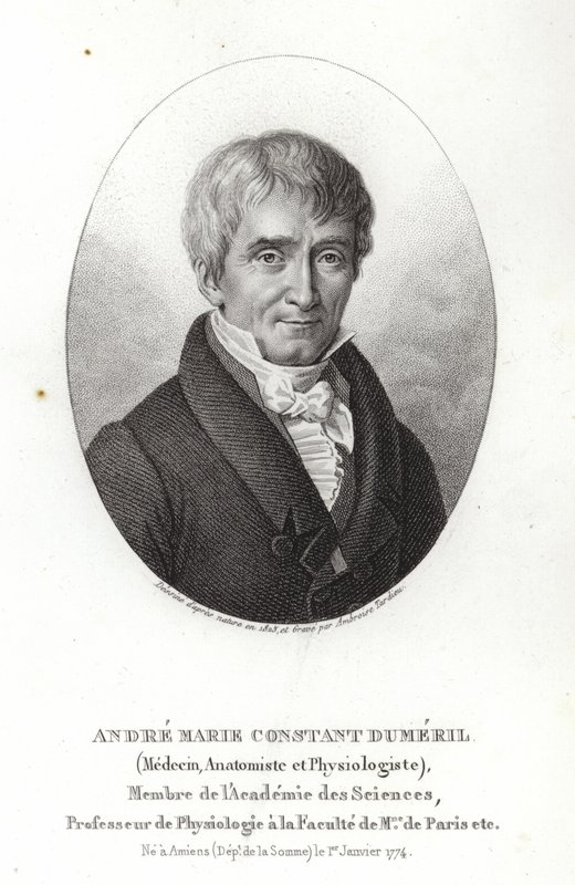 André Marie Constant Dumeril av French School
