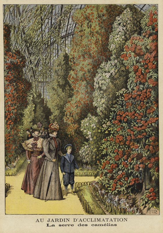 Kameliaväxthus i en botanisk trädgård av French School