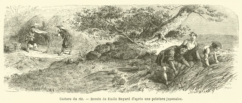 Odling av ris (gravyr) av French School