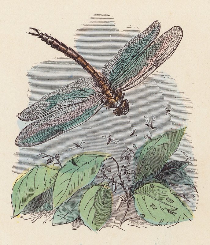 Dragonfly (färgad gravyr) av French School