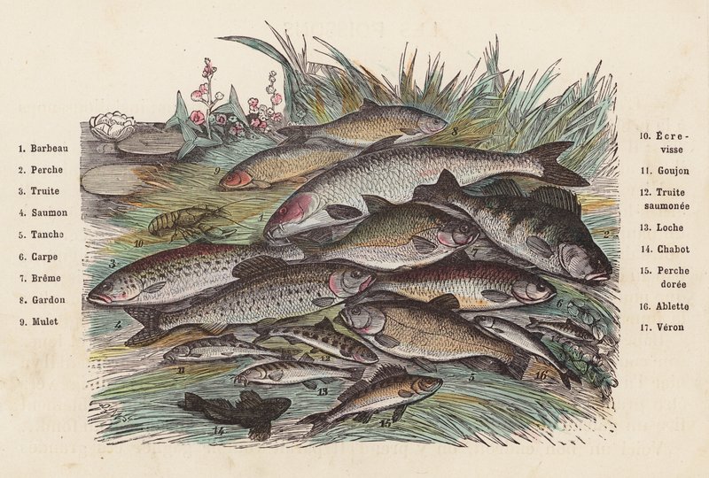 Fisk (färgad gravyr) av French School