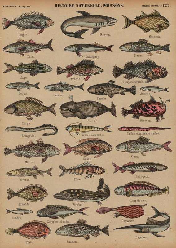 Fisk (färgad gravyr) av French School