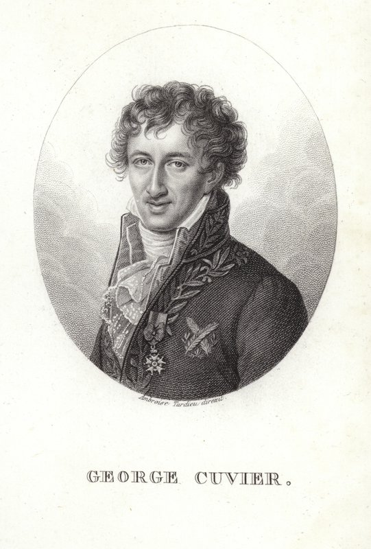 George Cuvier av French School