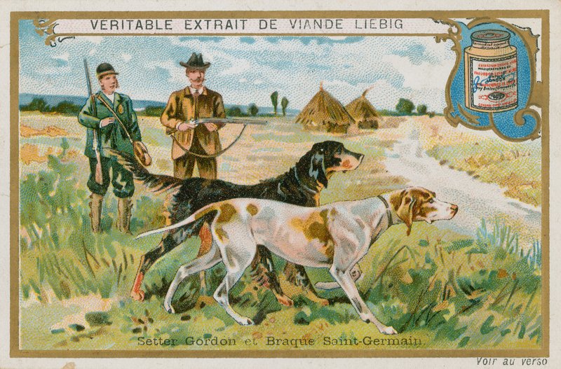 Gordon Setter och Braque St Germain av French School