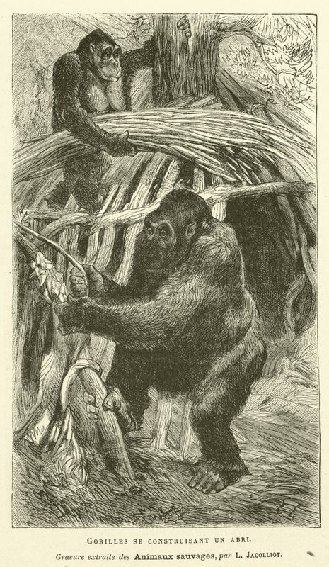 Gorillor som bygger ett skydd (gravyr) av French School