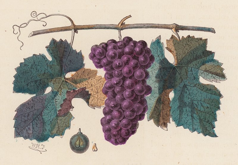 Grape vine (färgad gravyr) av French School