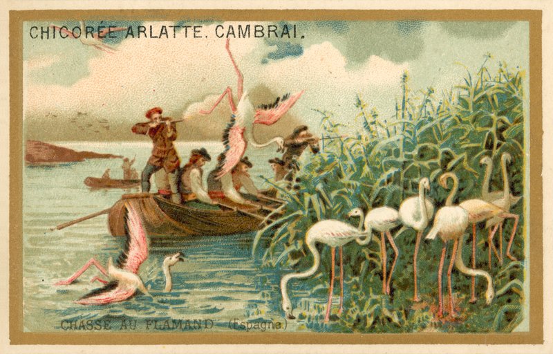 Jaga flamingor, Spanien (chromolitho) av French School