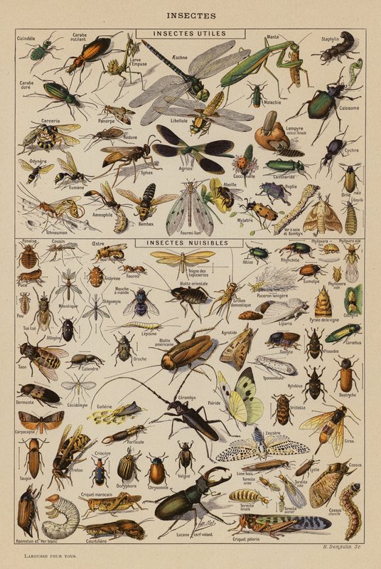Insekter (färglitografi) av French School