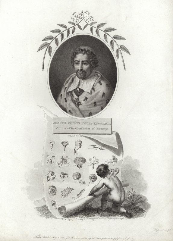 Joseph Pitton de Tournefort av French School