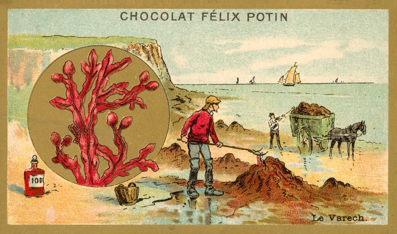 Kelp (chromolitho) av French School