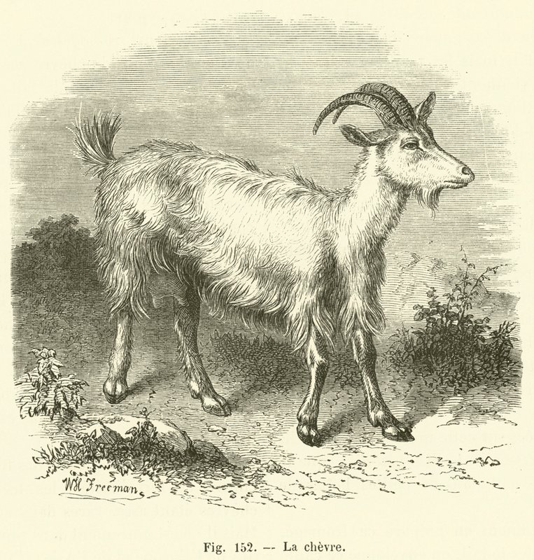 La chevre (gravyr) av French School