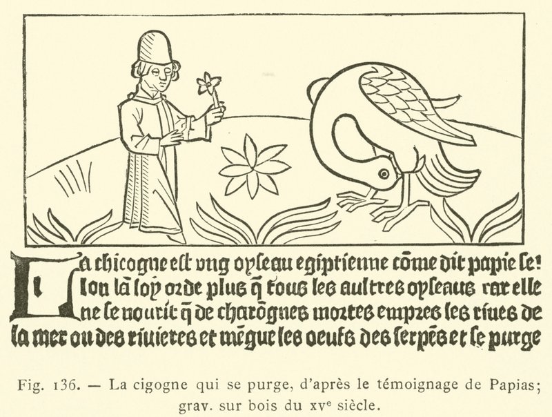 Storken rensar sig själv (gravyr) av French School
