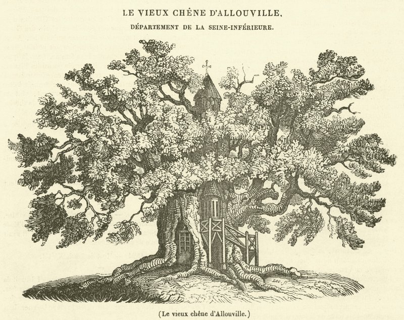 Den gamla eken i Allouville (gravyr) av French School