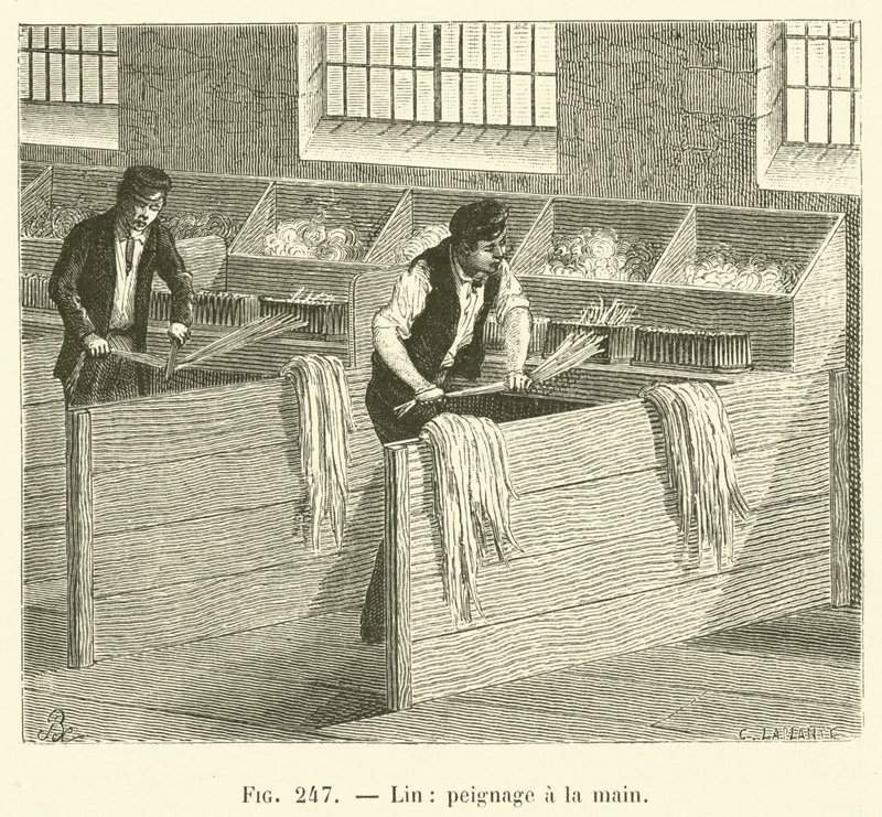 Linne, handkamning (gravyr) av French School