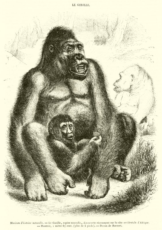 Naturhistoriska museet, Gorillan (gravyr) av French School