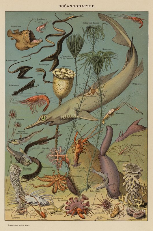 Oceanografi (färglitografi) av French School